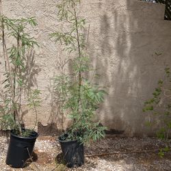 Mesquite Trees For Sale 