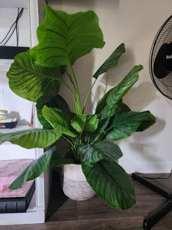 Large Calathea Orbifolia Faux Indoor Plant