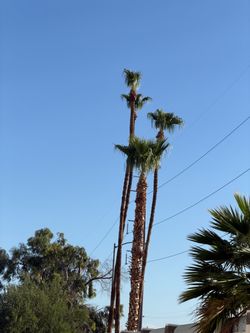 Palms,tress