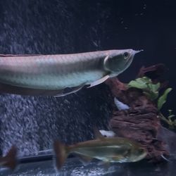 Fish Tank Decoration 