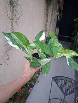 Variegated Syngonium Albo Plant $25