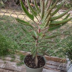 Plant Was$7 Reduced Y $5.00 In Donna Inside The City 