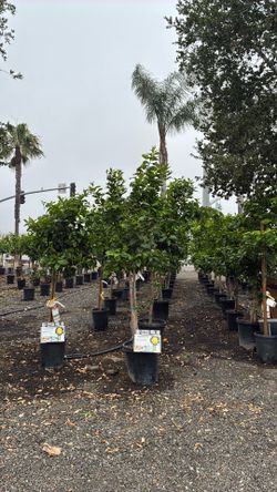 Lemon trees- Eureka, improved Meyer lemon , pink lemon