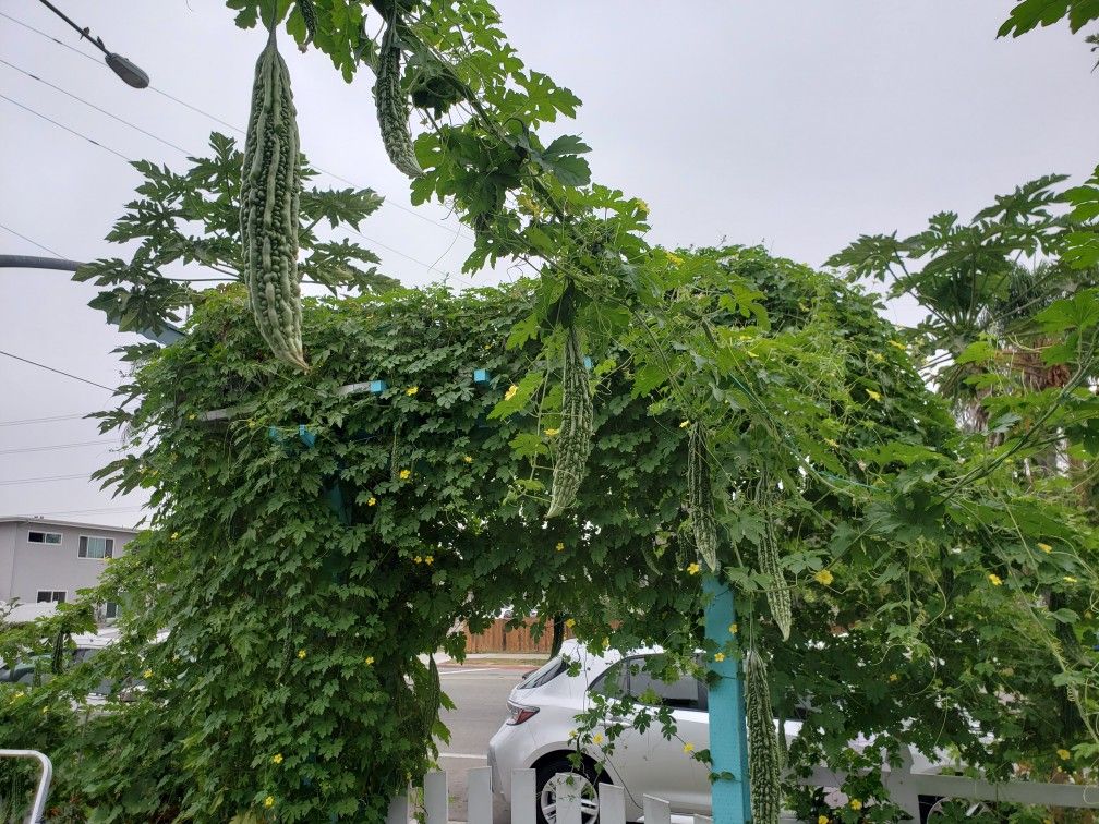 Bitter melon seeds 2020