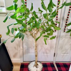 4ft Indoor Tree Ficus Audrey 