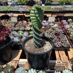 Spiral Cactus