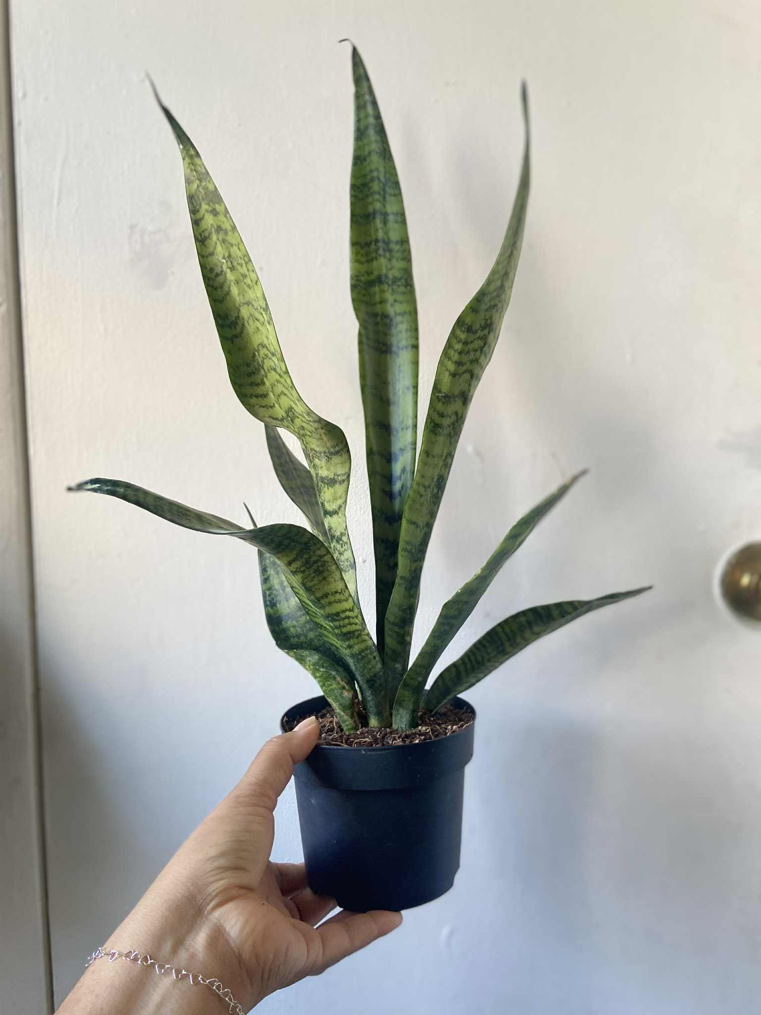 Snake Plant 