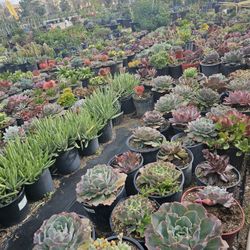 Echeverias & Succulent 
