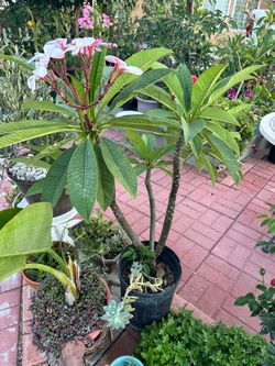 Light Pink/yellow plumeria