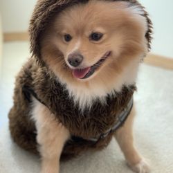 Dog Costumes - $22