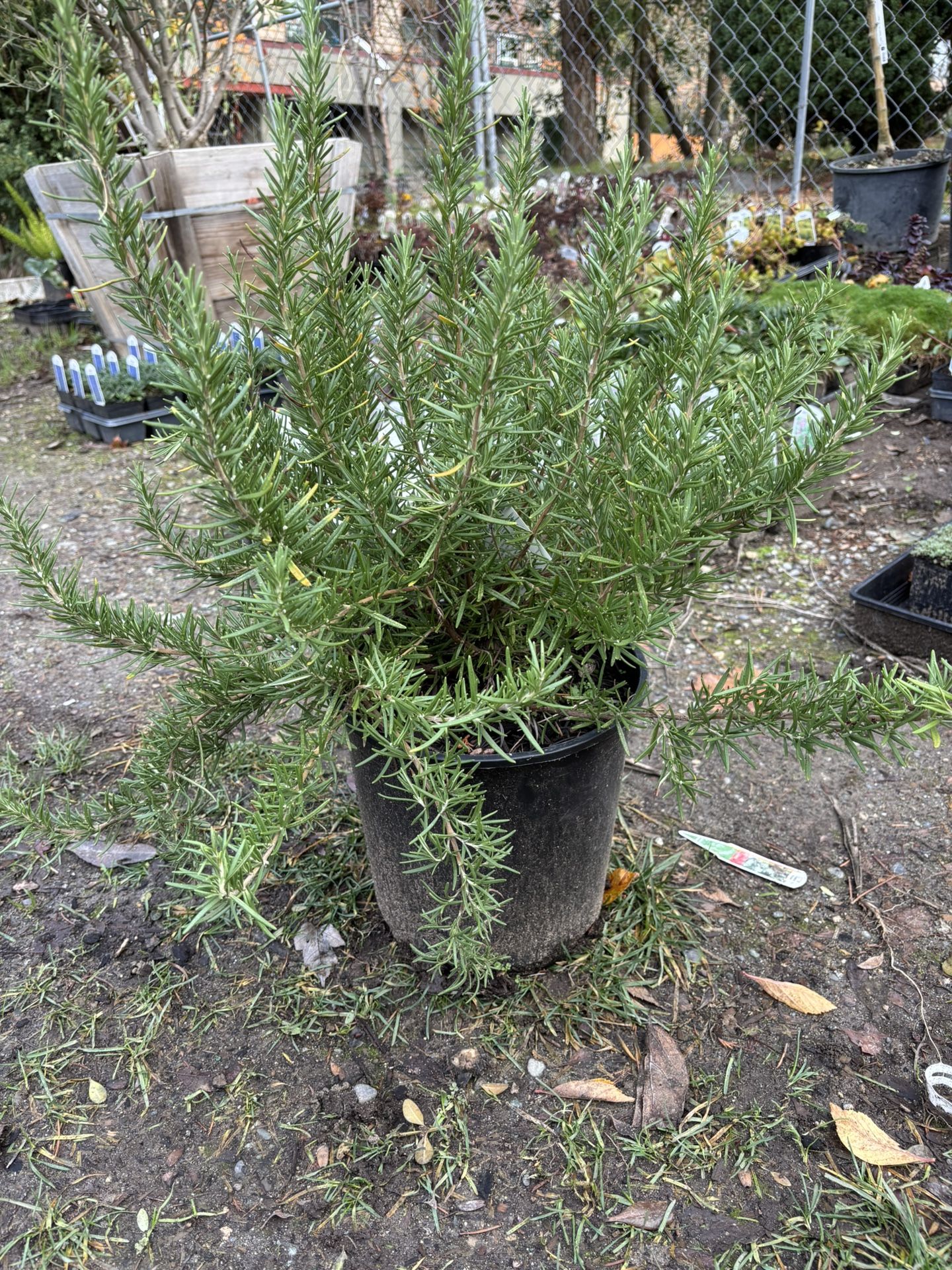 Rosmary ‘Tuscan Blue’ 2gal (Rosmarinus officinallis ‘Tuscan Blue’ )