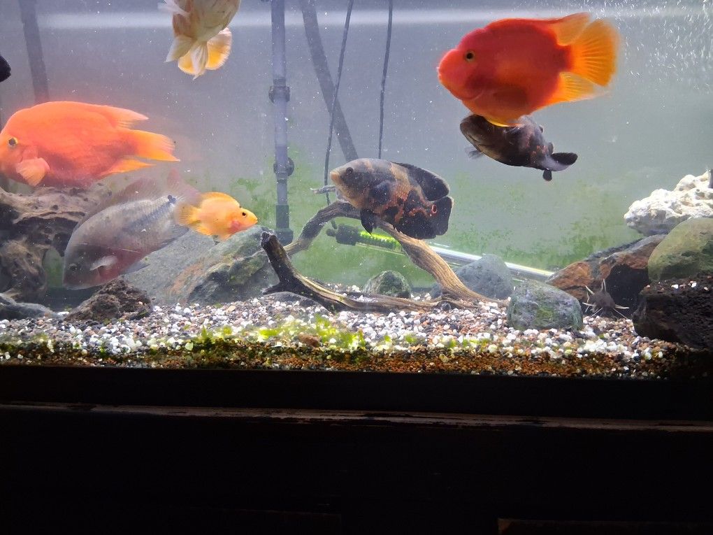 Aquarium Decorations