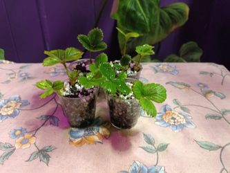 Little Bundle Of Strawberry Starts 