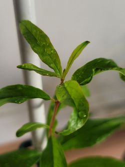 ORGANIC POMEGRANATE (GRANADO)TREE.