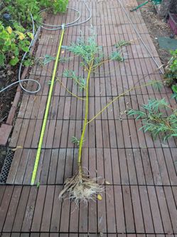 Rooted willow cuttings
