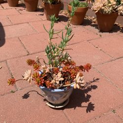 Red Jelly Bean Succulent In Floral Leaf Style Ceramic White Pot 