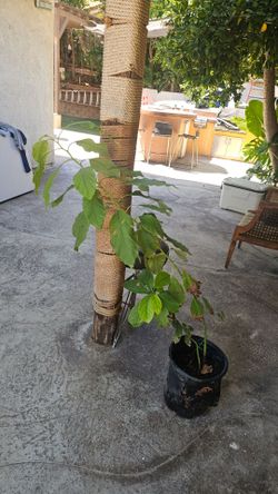 Arbol de Aguacate.