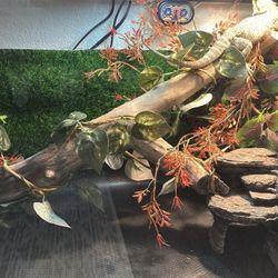 40gallon Bearded Dragon Tank 