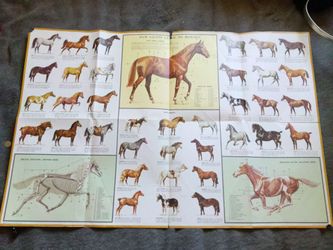Vintage 1963 Sam Savitt Guide to Horses Poster / Chart