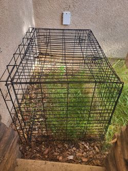Kennel for dogs