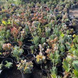 Succulents 