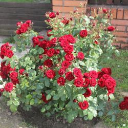 Hardy Mini Rose Bushes, See Last 2 Pictures For Size Of The Roses 