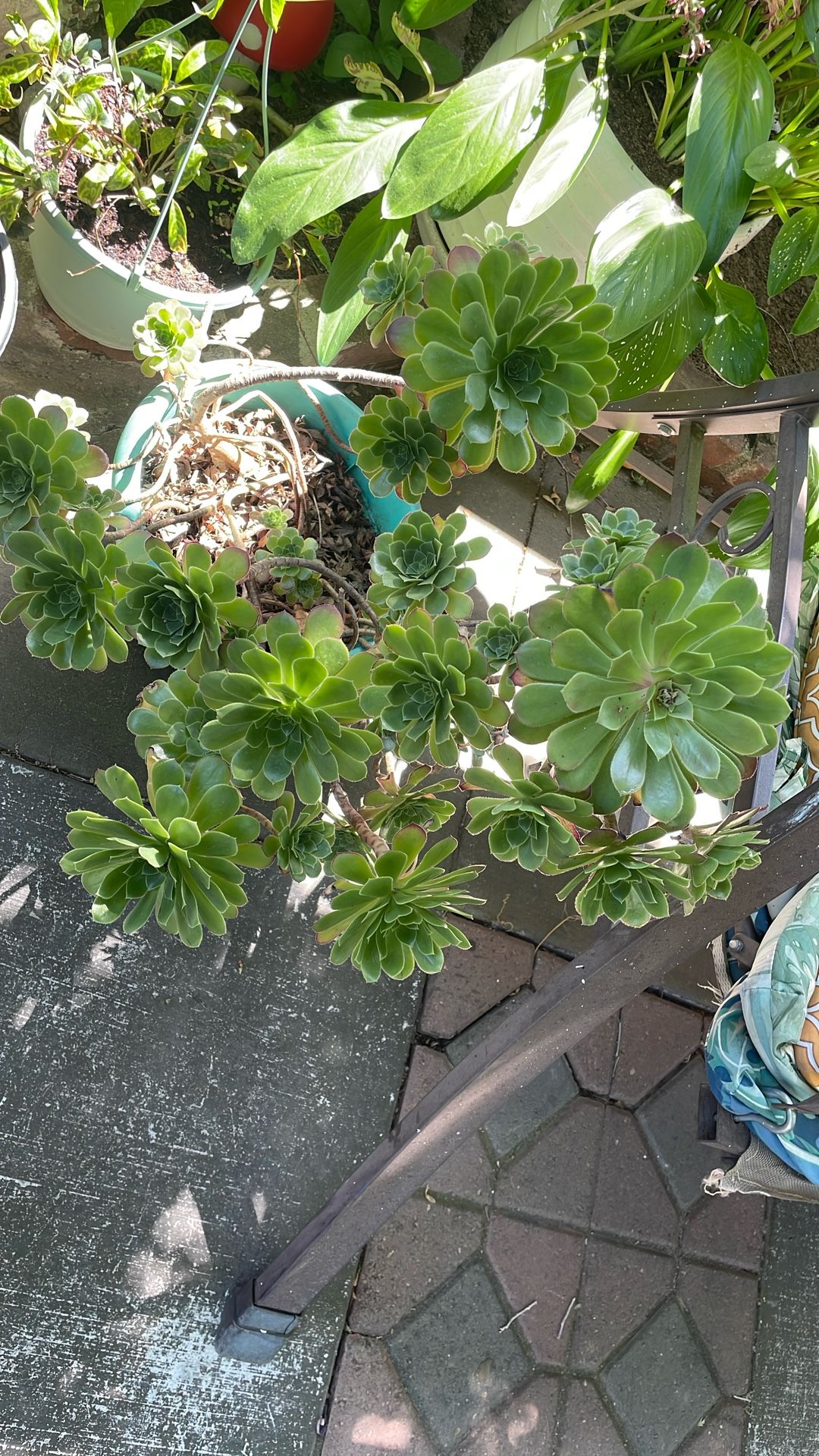 Succulent