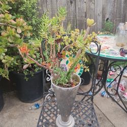 Succulent Plants In An Aluminum Flowers Vase 