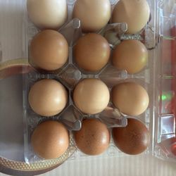 Chicken Eggs