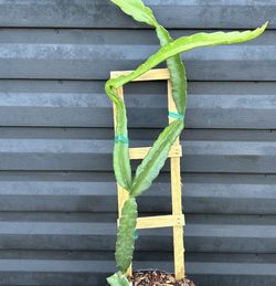Dragon Fruit Cuttings