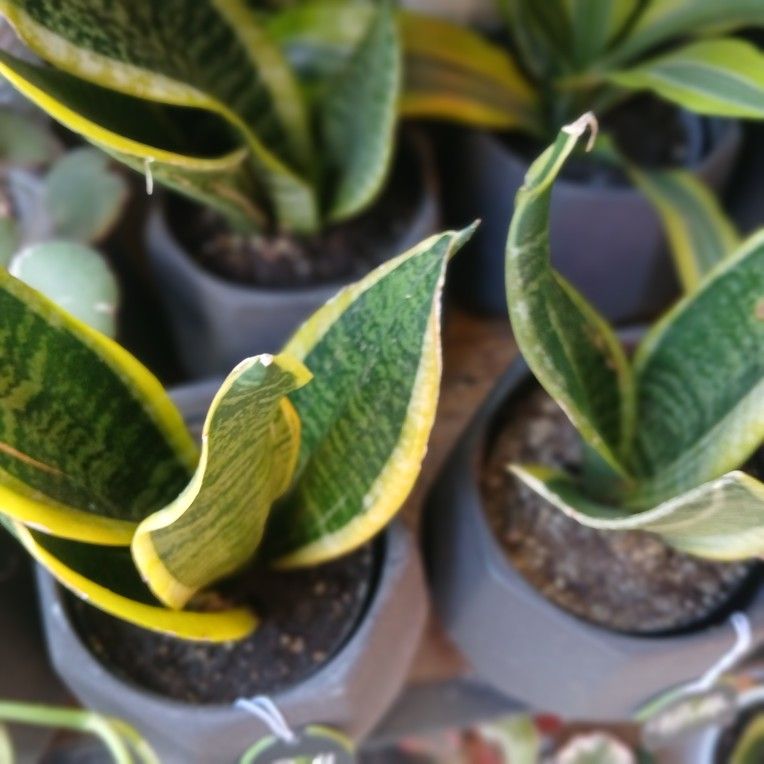 Snake Plants $18each