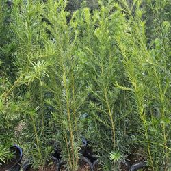 podocarpus  over 5 to 6 feet tall Instant Privacy Hedge For Fence 