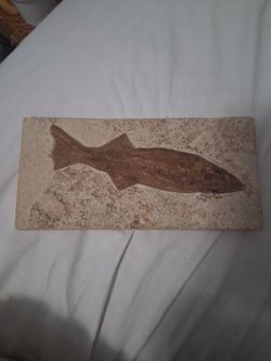 Fossil prehistoric fish