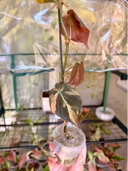 Philodendron Mican Highly Variegated Orange Plant - 3inch