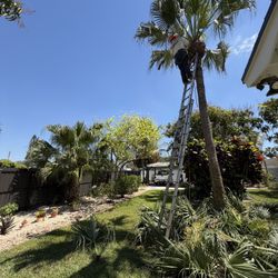Palm and tree trimming