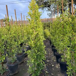 Ficus Tree