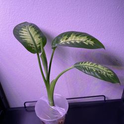 Dieffenbachia 