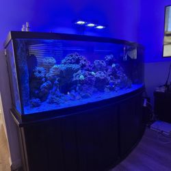 Saltwater Fish Tank 200 Gallon 