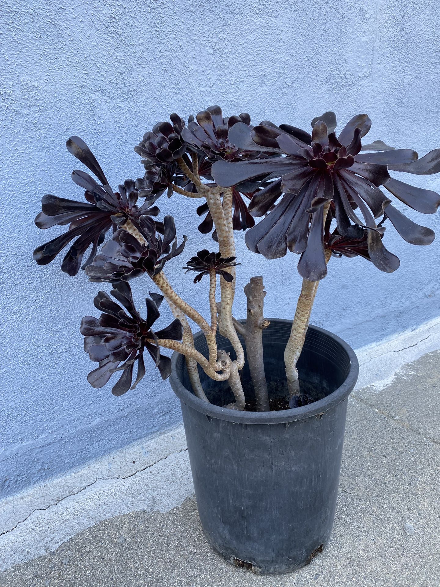 About 23 Inches Tall