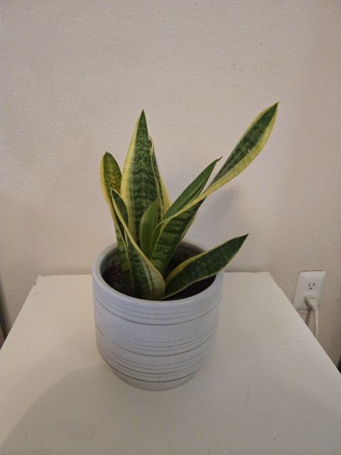 Snake Plant