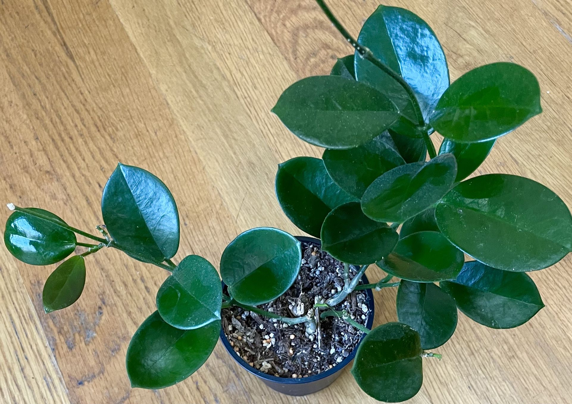 Non-Toxic Hoya Australis Plant / V-Day Sale ❤️/ Free Delivery Available