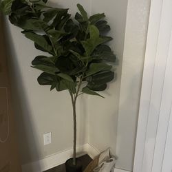 Tall Plant 