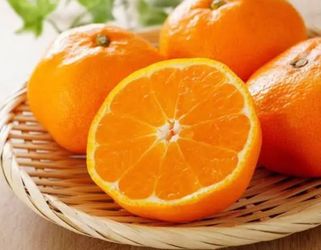 Owari Satsuma mandarin
