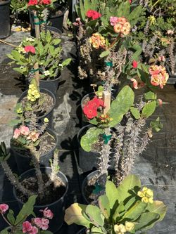 Euphorbia Milli ( Coronas De Cristo) Flower Super Sale