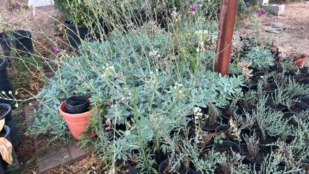 Euphorbia blue peakes