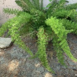 Foxtail Fern Plant With Big Pot