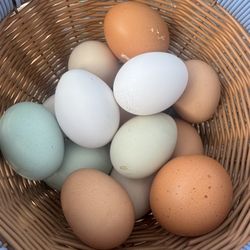 Fertile Hatching Eggs 🐣 