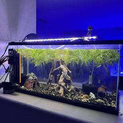 Aquarium Set Up For Sale 
