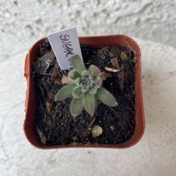 2 Inch Pot Succulent Plant - Sempervivum - Sugar Shimmer - Rooted & Established - Drought Resistant 🪴 Perfect Baby & Wedding Shower Favors