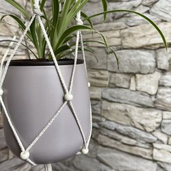 Spider House Plant In Cute Pale Lilac Ceramic Pot 5" With Macrame. Pets Friendly,  Air Purifier Plant.